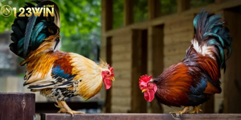 Phân tích tỷ lệ thắng thua trong đá gà 0123WIN