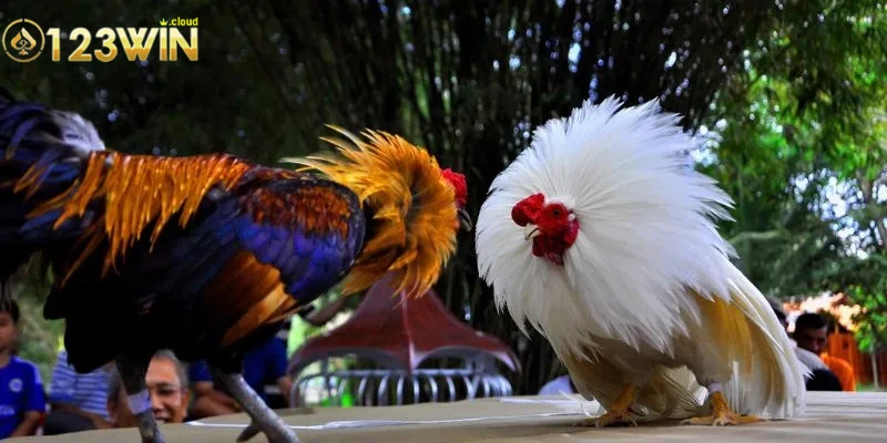 Luật chơi đá gà C1