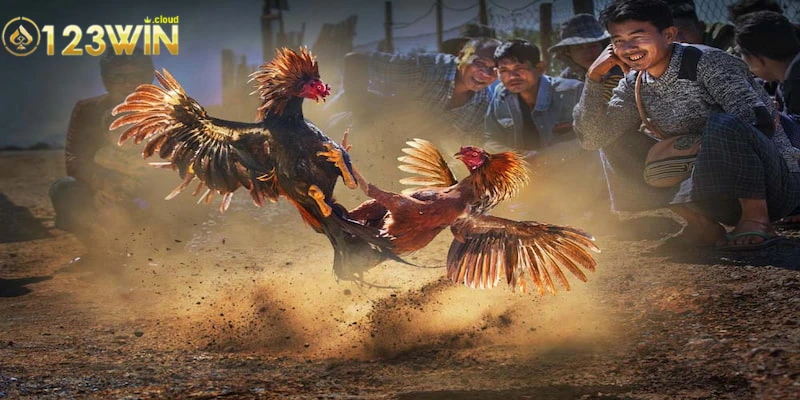Luật lệ quan trọng khi tham gia trong đá gà cựa dao