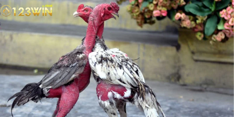 Cách chọn gà đá mang cựa sắt tốt nhất 2025