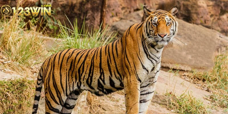 Các tình huống khác nhau khi mơ thấy hổ