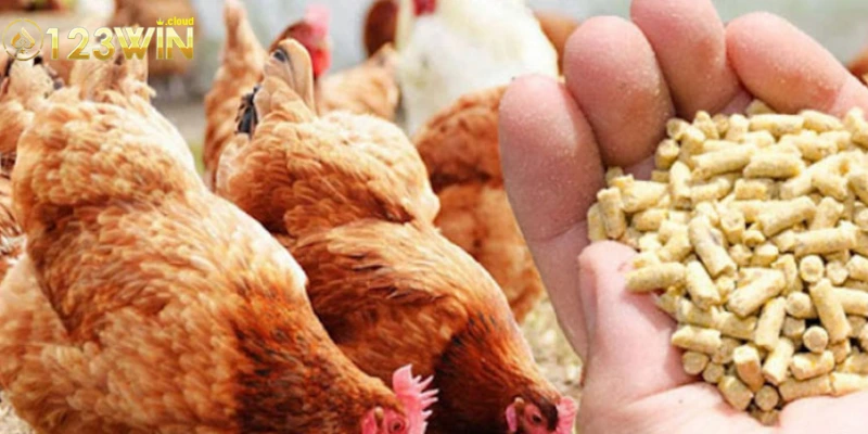 Tầm quan trọng của thức ăn cho chiến kê