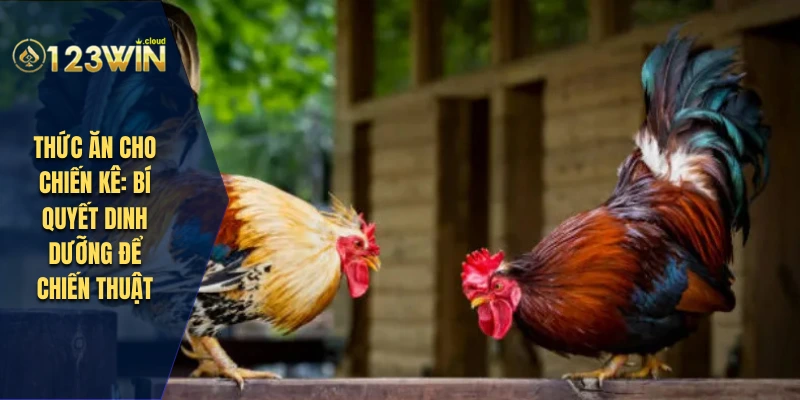 thức ăn cho chiến kê